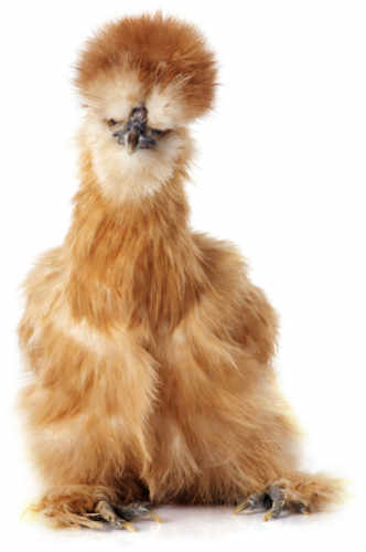 image of a fluffy brown silkie chicken confused as to why you arenât using the Hummingbook online booking system