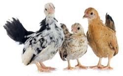 image of three baby serama chickens standing together representing the Hummingbook team